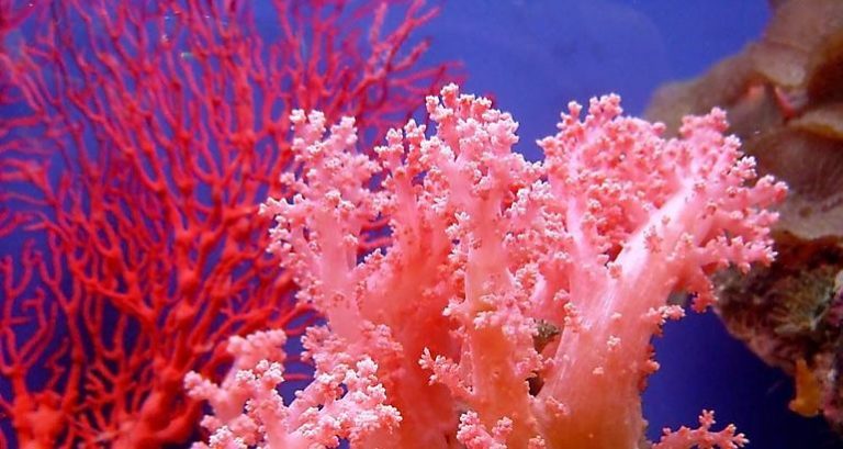 Los corales también tienen sistema inmunológico